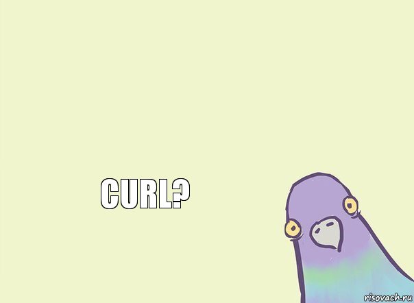     CURL?  , Комикс Голубь