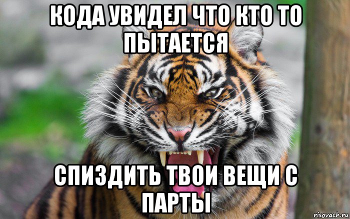 кода увидел что кто то пытается спиздить твои вещи с парты, Мем ДЕРЗКИЙ ТИГР