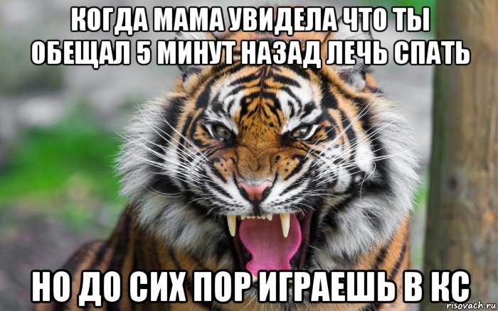 когда мама увидела что ты обещал 5 минут назад лечь спать но до сих пор играешь в кс, Мем ДЕРЗКИЙ ТИГР