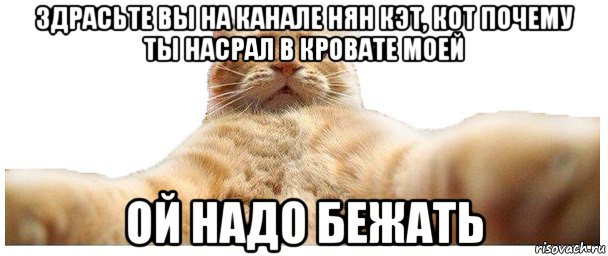 здрасьте вы на канале нян кэт, кот почему ты насрал в кровате моей ой надо бежать, Мем   Кэтсвилл