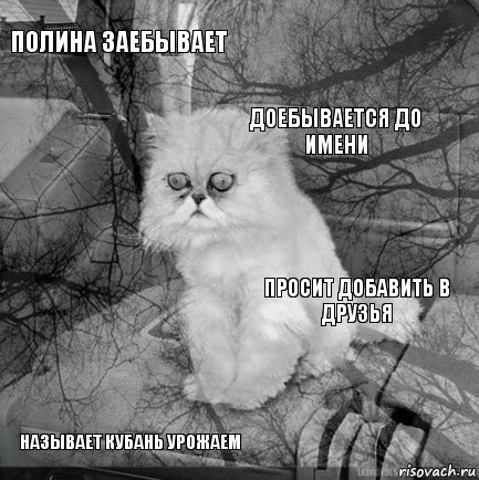 Полина заебывает просит добавить в друзья Доебывается до имени Называет Кубань Урожаем      , Комикс  кот безысходность