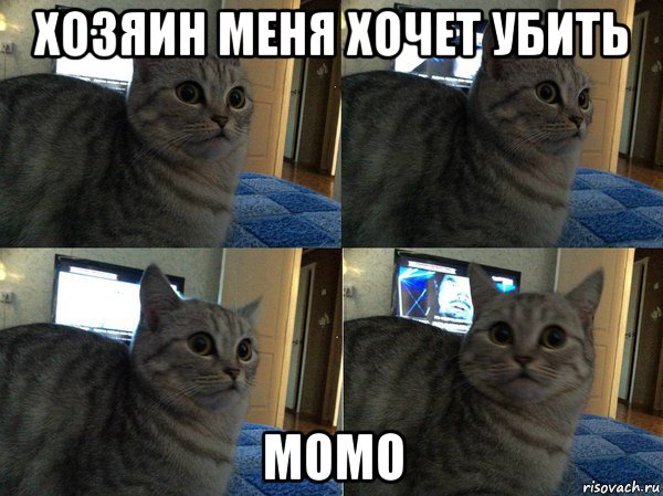 хозяин меня хочет убить момо, Мем  Кот в шоке