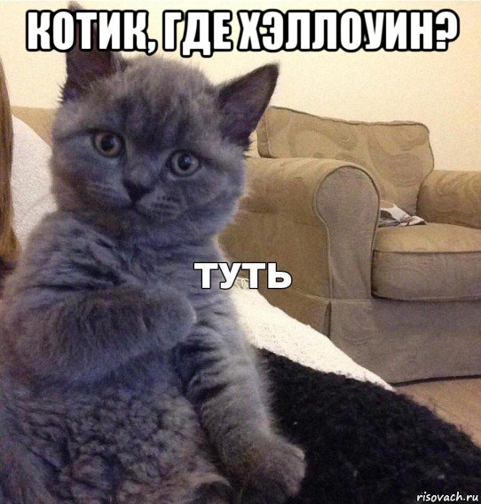 котик, где хэллоуин? , Мем Котик - Туть