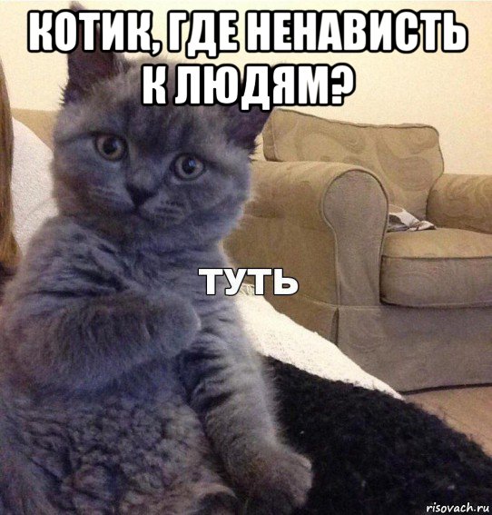 котик, где ненависть к людям? , Мем Котик - Туть