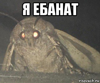 я ебанат , Мем Матылёк