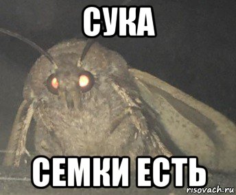 сука семки есть, Мем Матылёк