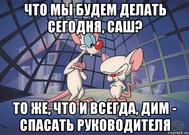 что мы будем делать сегодня, саш? то же, что и всегда, дим - спасать руководителя