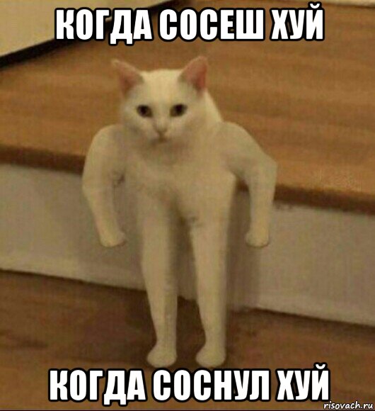 когда сосеш хуй когда соснул хуй, Мем  Полукот