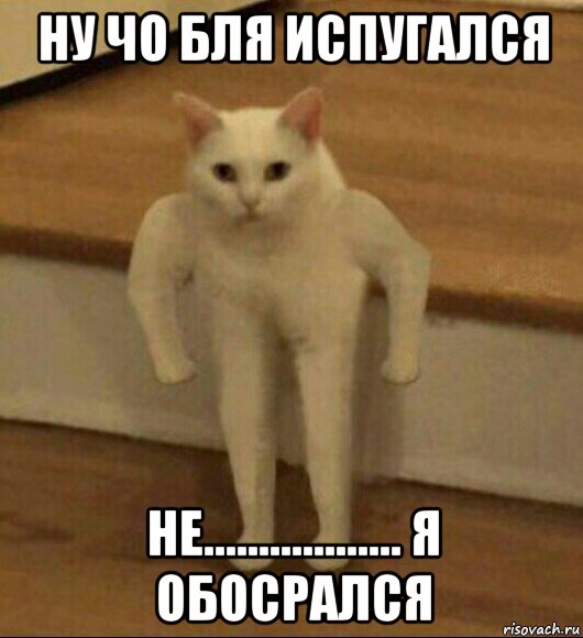 ну чо бля испугался не.................. я обосрался, Мем  Полукот