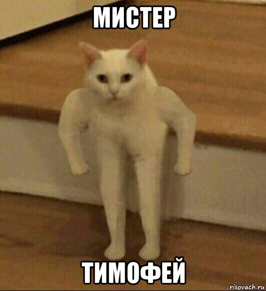 мистер тимофей, Мем  Полукот