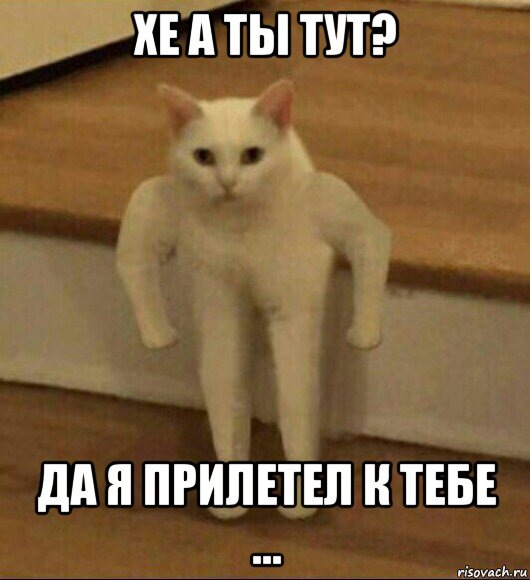 хе а ты тут? да я прилетел к тебе ..., Мем  Полукот