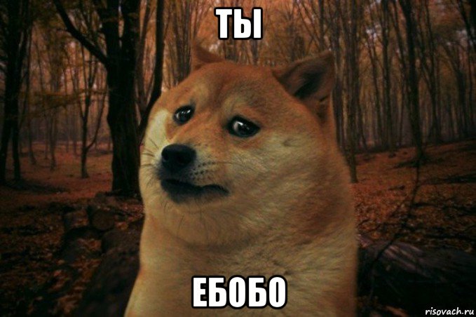 ты ебобо, Мем SAD DOGE