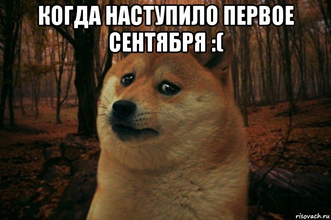 когда наступило первое сентября :( , Мем SAD DOGE