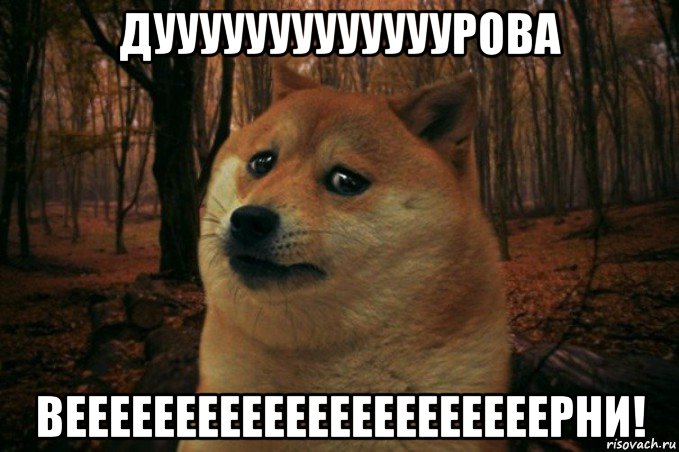 дууууууууууууурова веееееееееееееееееееееерни!, Мем SAD DOGE