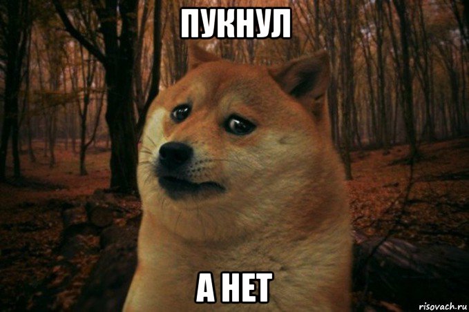 пукнул а нет, Мем SAD DOGE