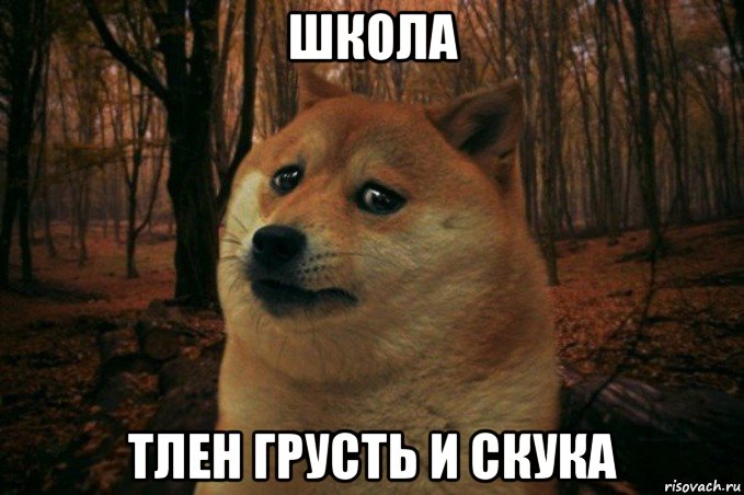 школа тлен грусть и скука, Мем SAD DOGE