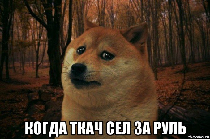  когда ткач сел за руль, Мем SAD DOGE