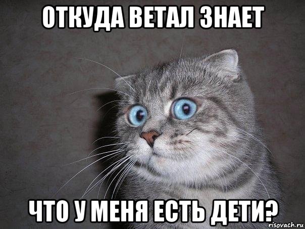 откуда ветал знает что у меня есть дети?, Мем  удивлённый кот