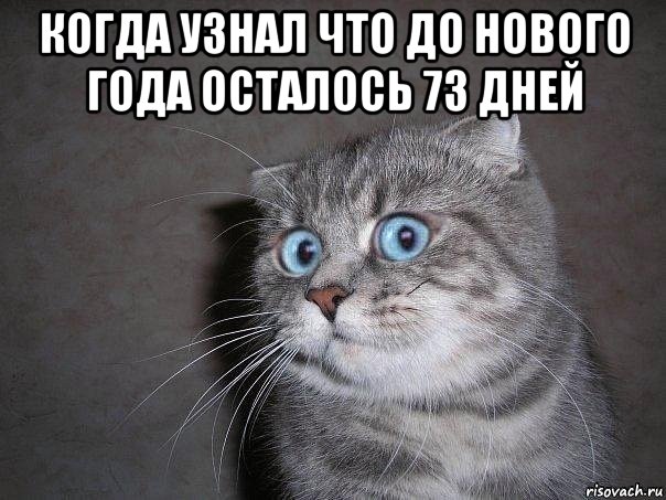 когда узнал что до нового года осталось 73 дней , Мем  удивлённый кот