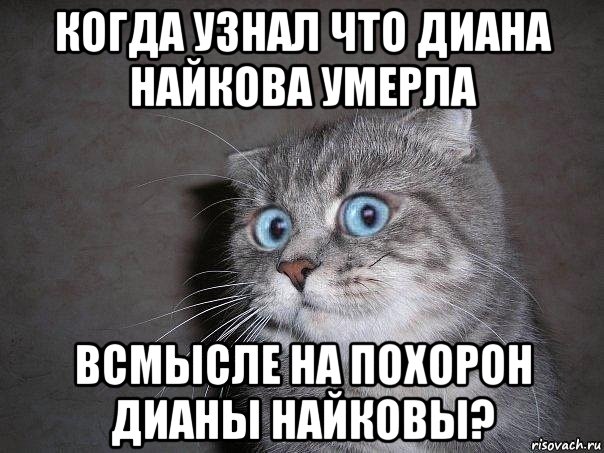 когда узнал что диана найкова умерла всмысле на похорон дианы найковы?, Мем  удивлённый кот