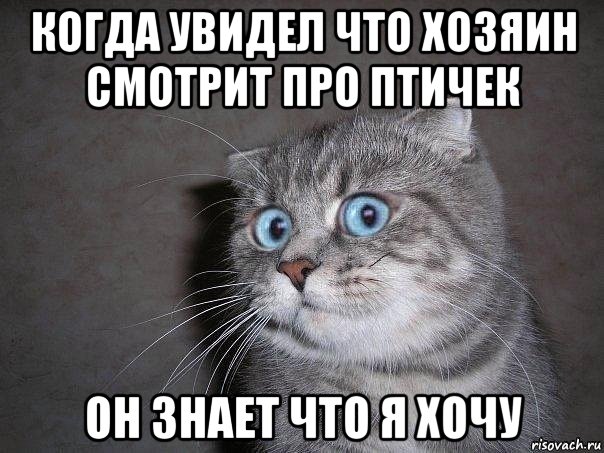 когда увидел что хозяин смотрит про птичек он знает что я хочу, Мем  удивлённый кот