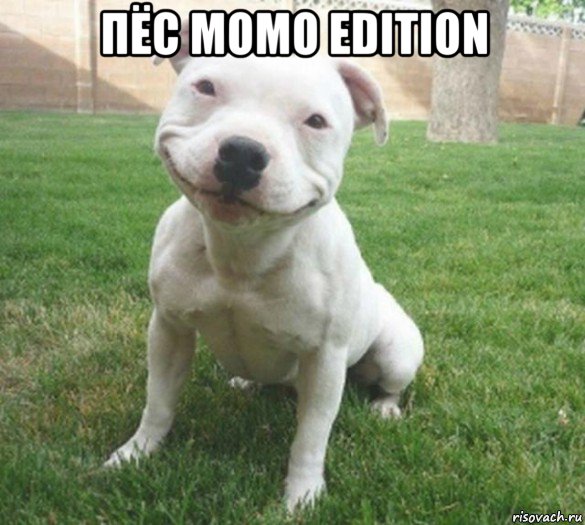 пёс момо edition , Мем  улыбака