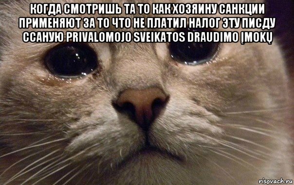 когда смотришь та то как хозяину санкции применяют за то что не платил налог эту писду ссаную privalomojo sveikatos draudimo įmokų , Мем   В мире грустит один котик