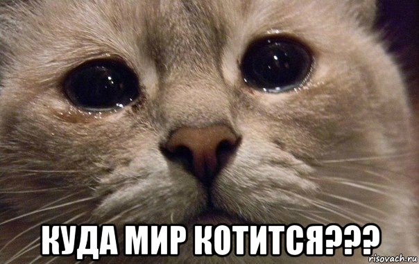  куда мир котится???, Мем   В мире грустит один котик