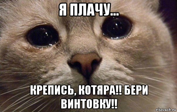 я плачу... крепись, котяра!! бери винтовку!!, Мем   В мире грустит один котик