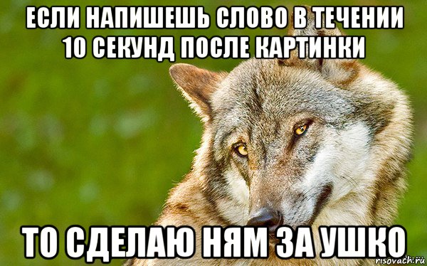 если напишешь слово в течении 10 секунд после картинки то сделаю ням за ушко, Мем   Volf