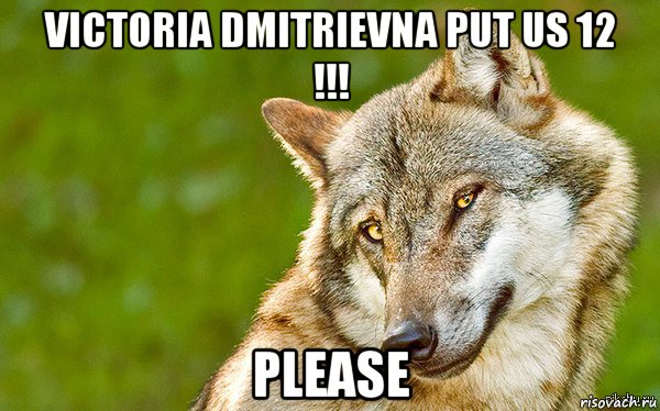 victoria dmitrievna put us 12 !!! please, Мем   Volf