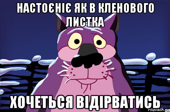 настоєніє як в кленового листка хочеться відірватись, Мем Волк