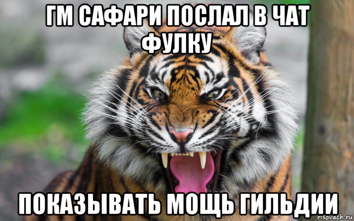 гм сафари послал в чат фулку показывать мощь гильдии, Мем ДЕРЗКИЙ ТИГР