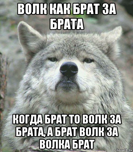 волк как брат за брата когда брат то волк за брата, а брат волк за волка брат, Мем    Гордый волк