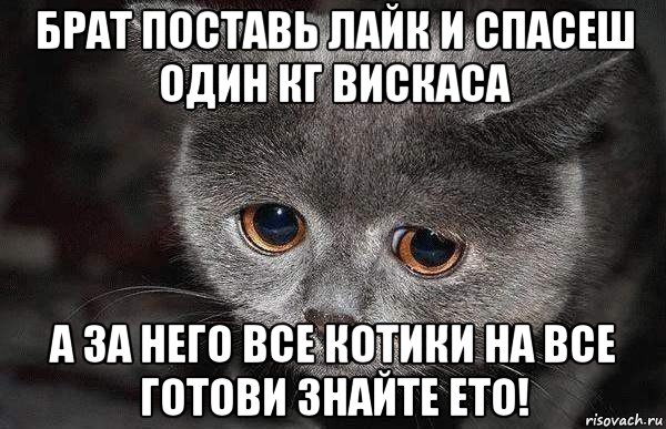 брат поставь лайк и спасеш один кг вискаса а за него все котики на все готови знайте ето!, Мем  Грустный кот