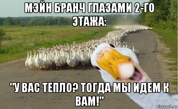 мэйн бранч глазами 2-го этажа: "у вас тепло? тогда мы идем к вам!", Мем гуси