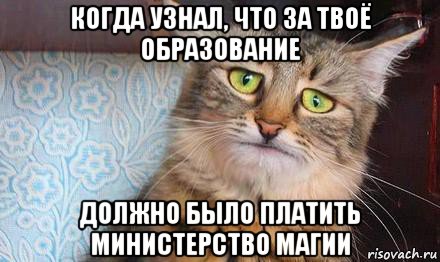 когда узнал, что за твоё образование должно было платить министерство магии, Мем  кот печаль