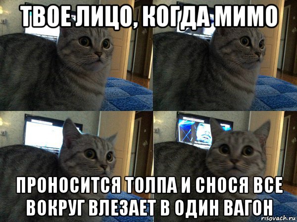 твое лицо, когда мимо проносится толпа и снося все вокруг влезает в один вагон, Мем  Кот в шоке