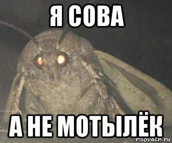 я сова а не мотылёк, Мем Матылёк