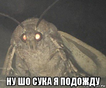  ну шо сука я подожду, Мем Матылёк