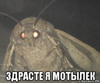  здрасте я мотылек, Мем Матылёк