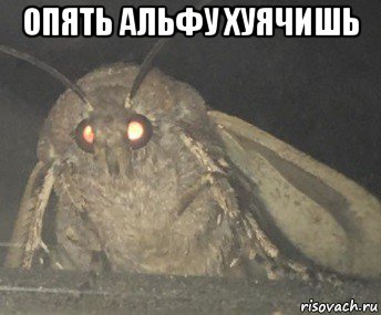 опять альфу хуячишь , Мем Матылёк