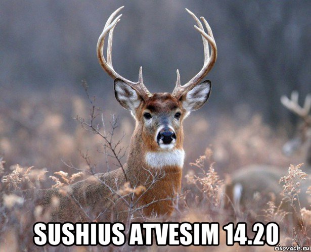  sushius atvesim 14.20, Мем   Наивный олень