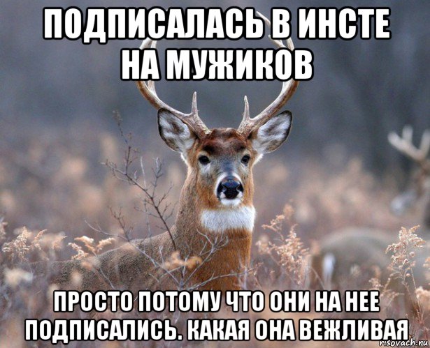 подписалась в инсте на мужиков просто потому что они на нее подписались. какая она вежливая, Мем   Наивный олень