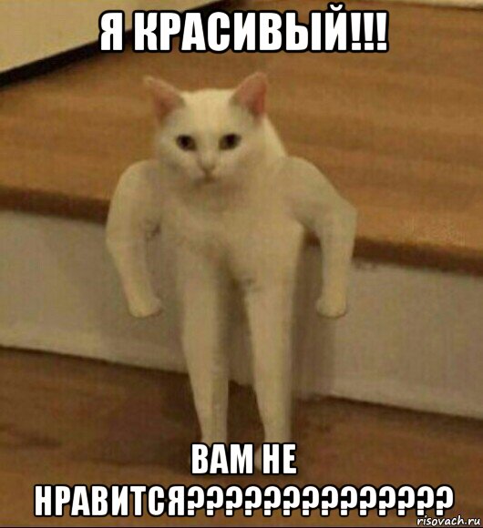 я красивый!!! вам не нравится??????????????, Мем  Полукот