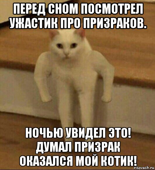 перед сном посмотрел ужастик про призраков. ночью увидел это! думал призрак оказался мой котик!, Мем  Полукот