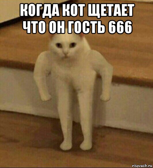 когда кот щетает что он гость 666 , Мем  Полукот