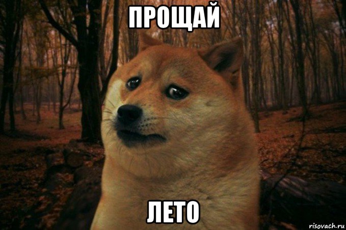 прощай лето, Мем SAD DOGE