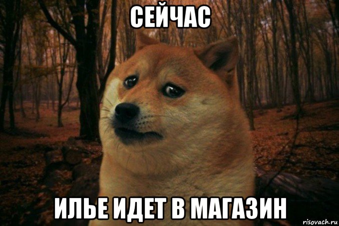 сейчас илье идет в магазин, Мем SAD DOGE