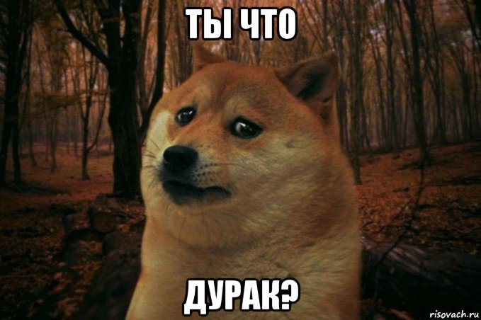 ты что дурак?, Мем SAD DOGE